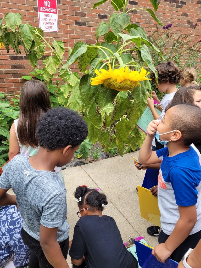kids and sunflowers